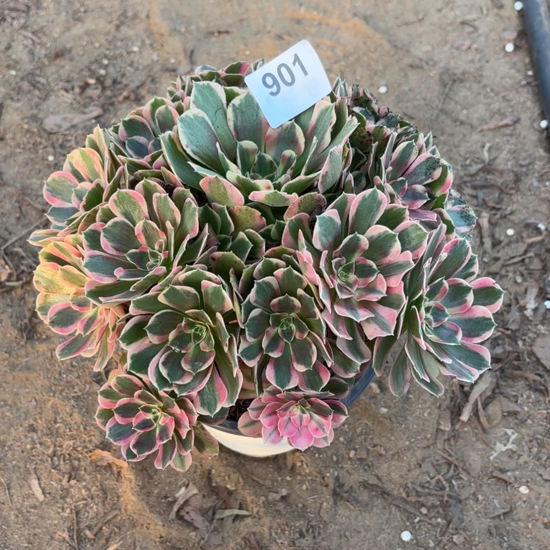 妖月多肉断枝不包901