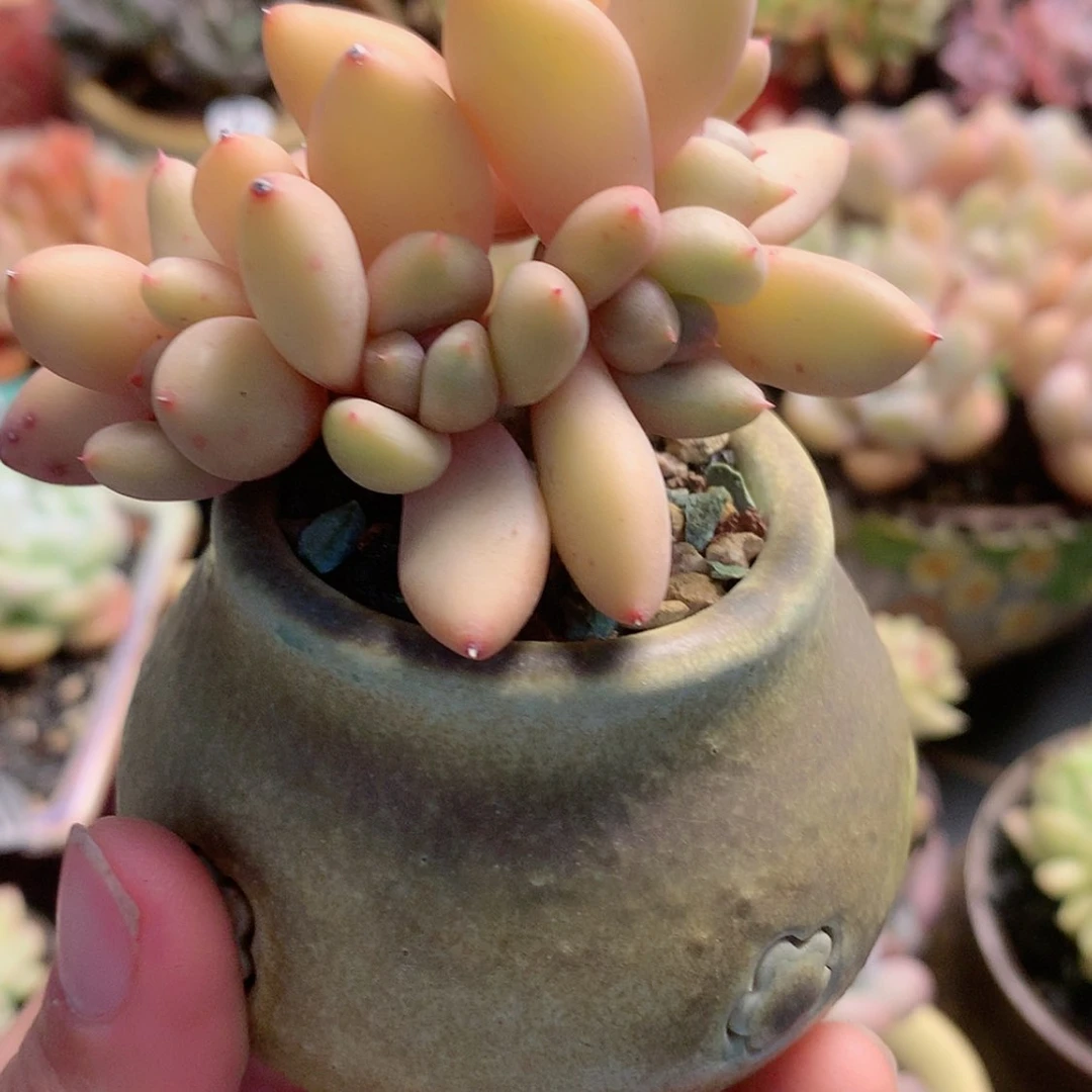 【闪购商品】青带盆