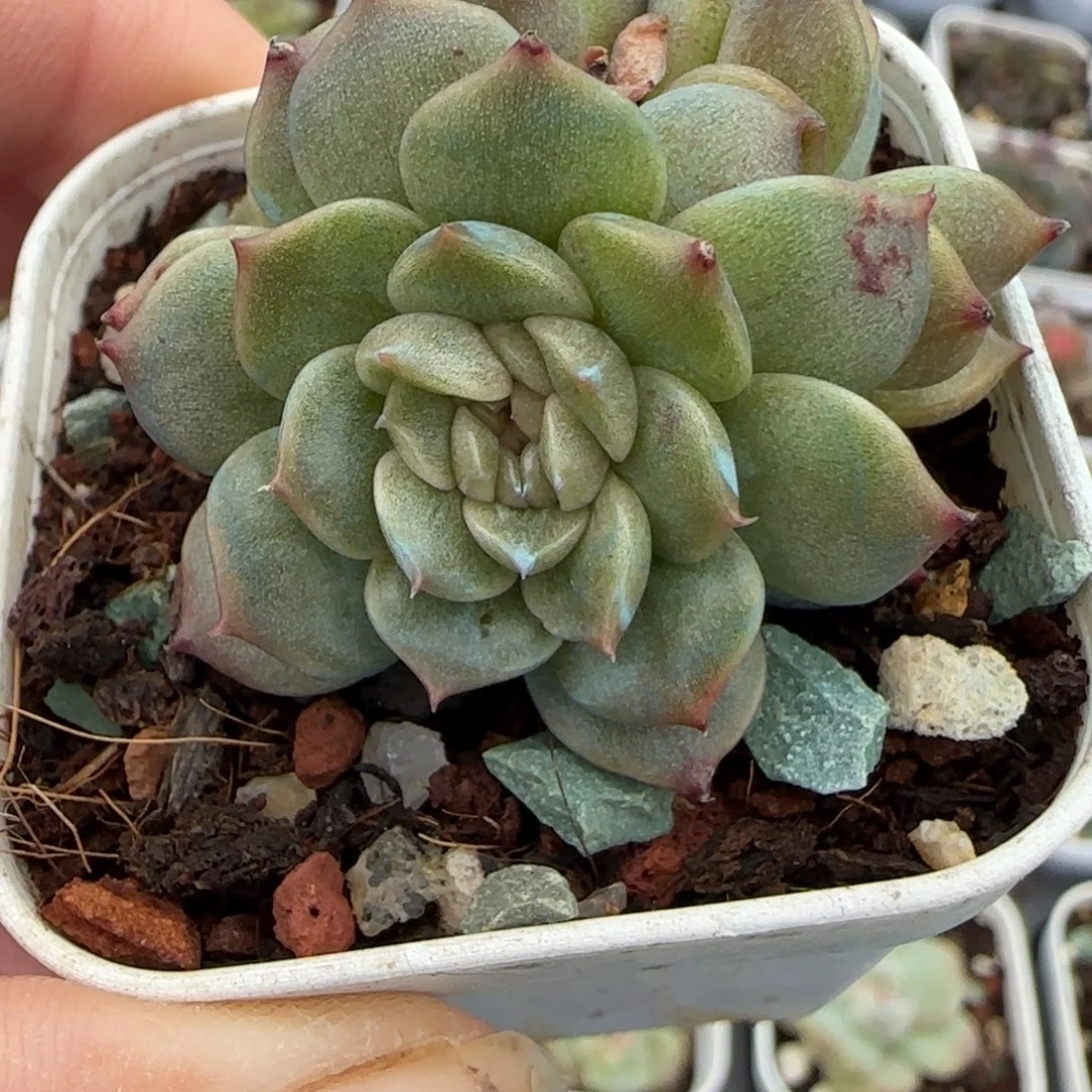 小卡拉米糖心一物一拍