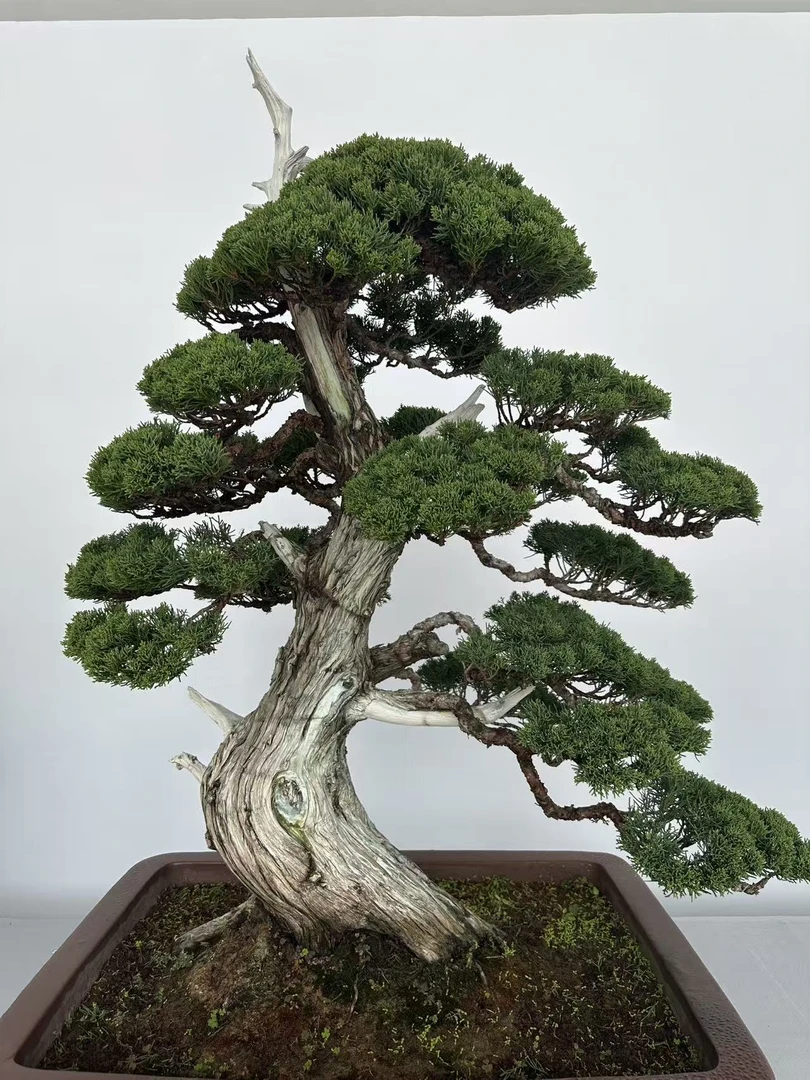 济州真柏黄金真柏室内外造型盆景客厅庭院办公室绿植