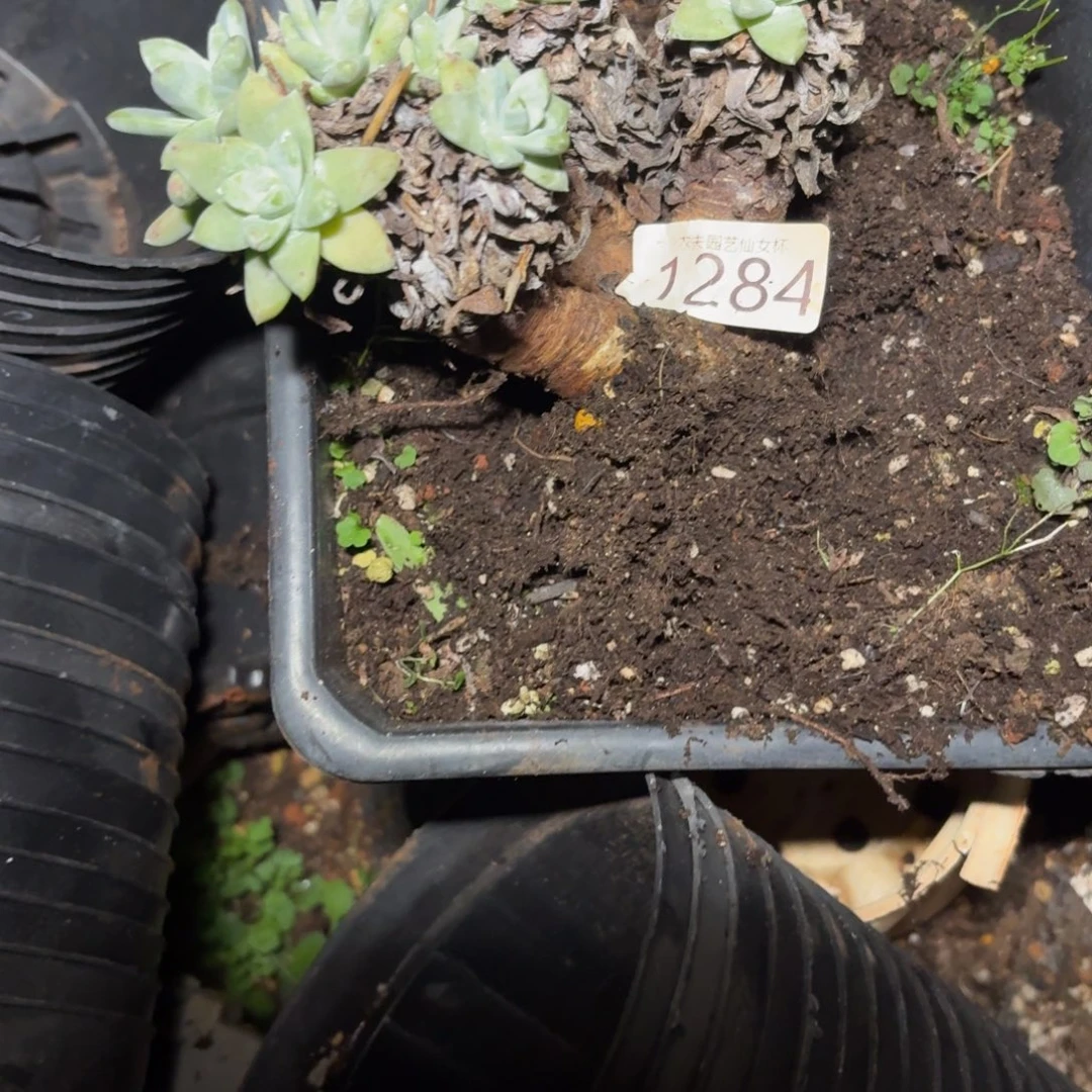 仙女杯多肉植物杂交