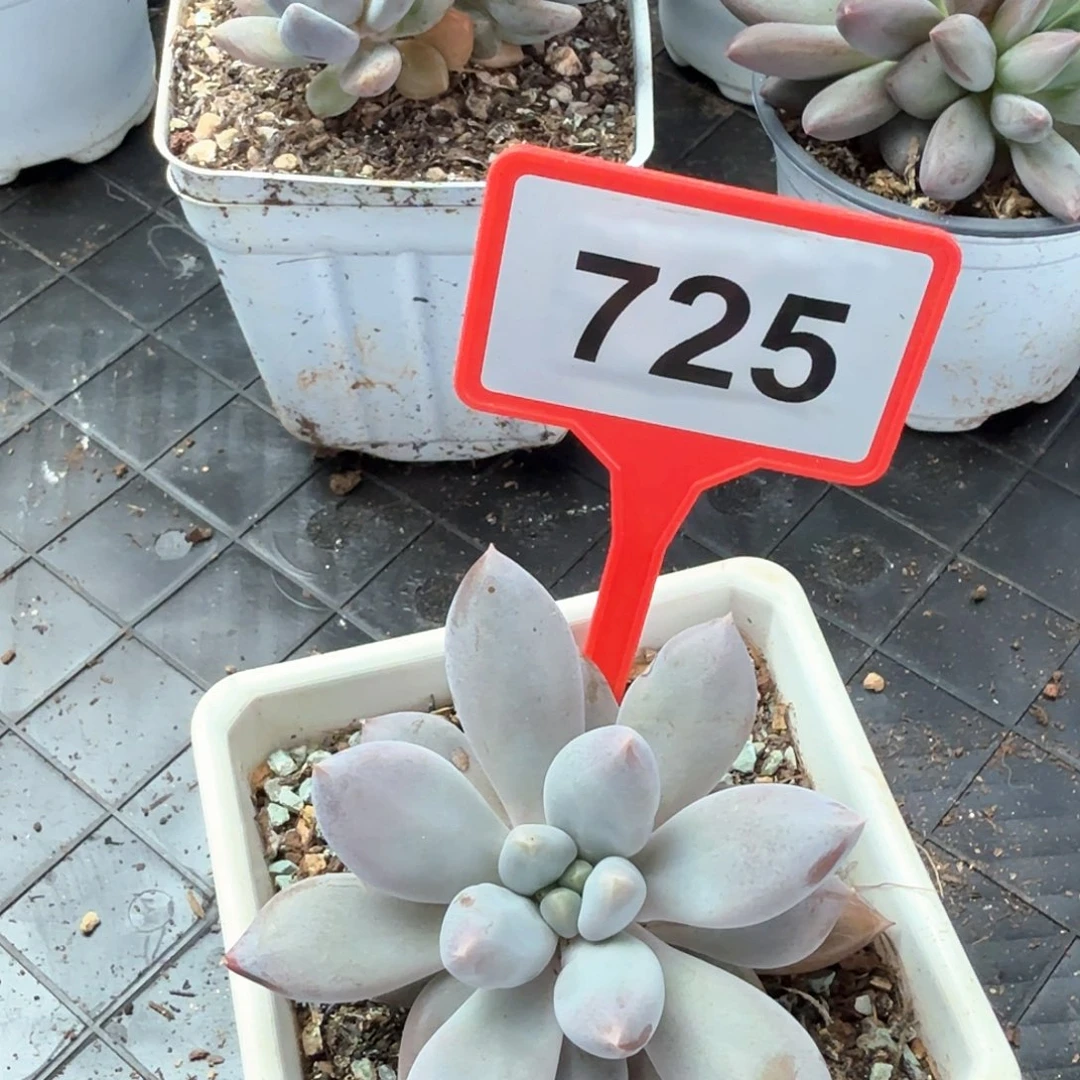 哥特多肉植物725.