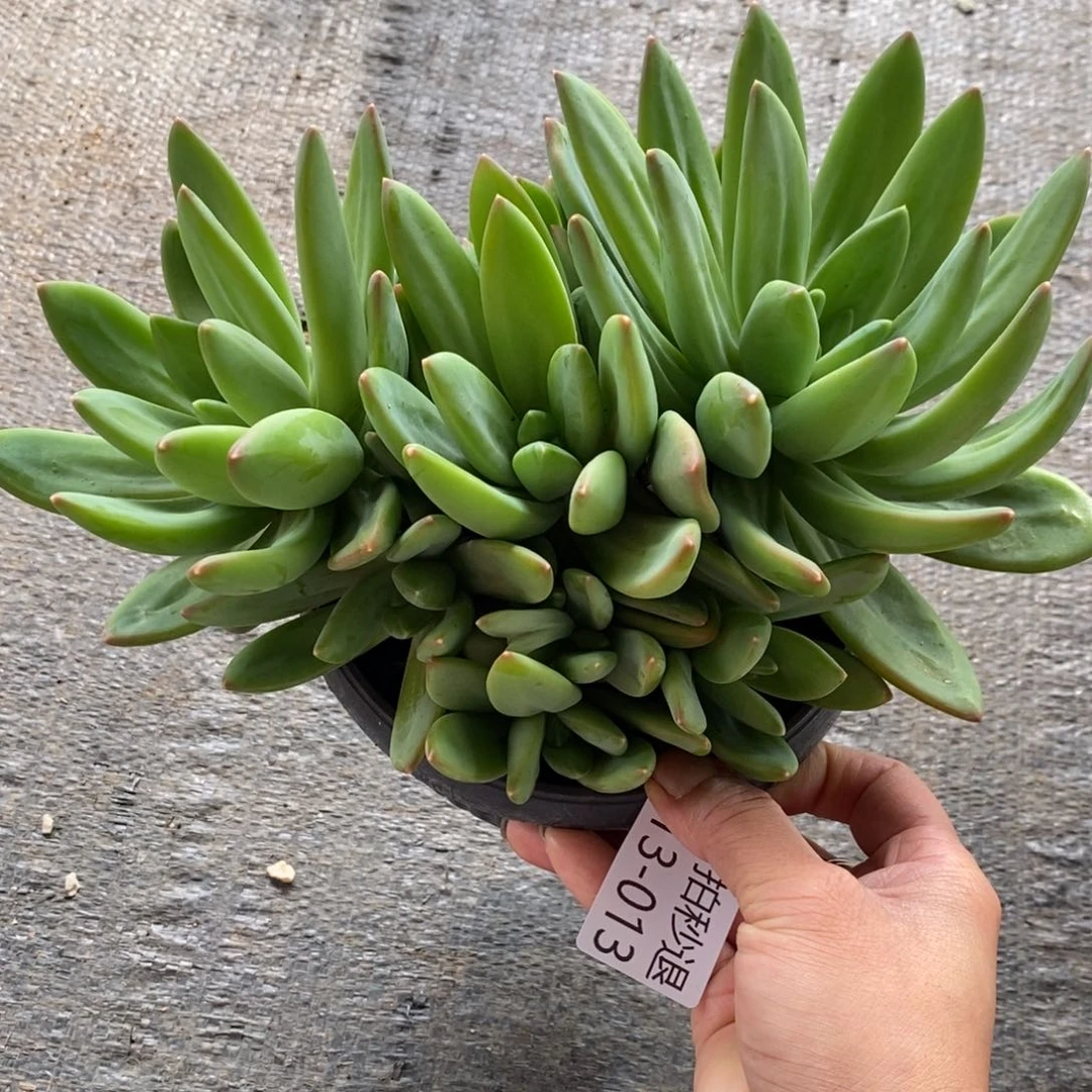 两单包邮1113-13海洋之歌