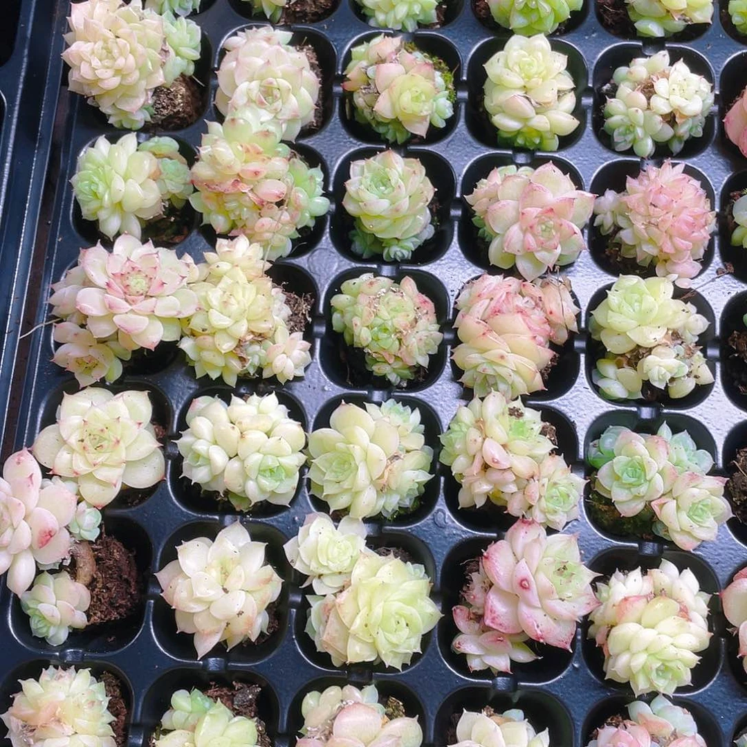 个体麦杆透群穴一个满25包邮