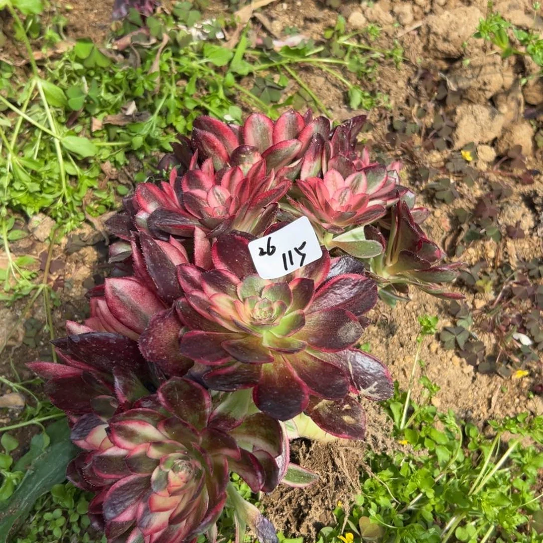 115黑魔锦2颗多肉多肉多肉