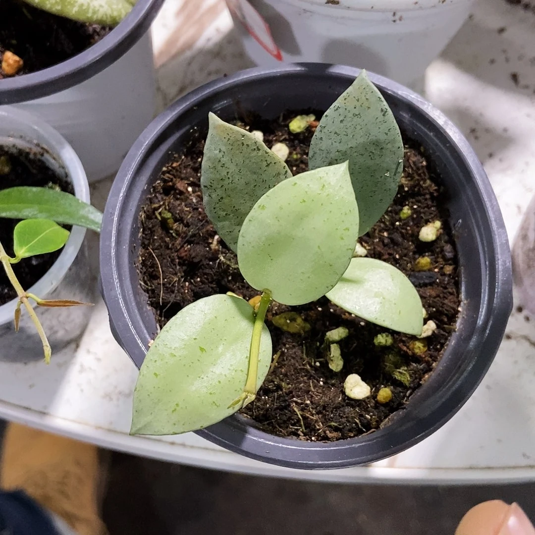完全开放薄荷银币25