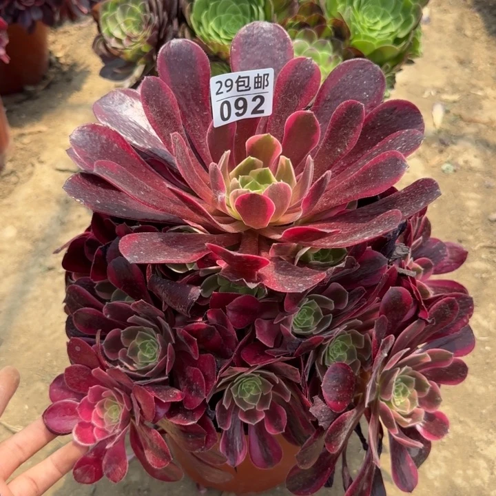 凤冠……多肉植物……