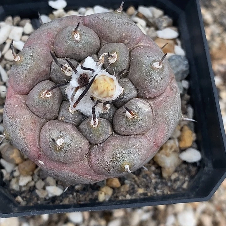 娇丽冬云开播福利一个