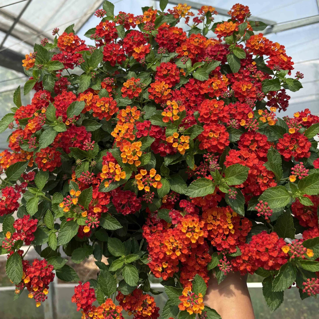 大盆可变色彩虹五色梅糖果五色梅盆栽四季开花阳台庭院多年生木本