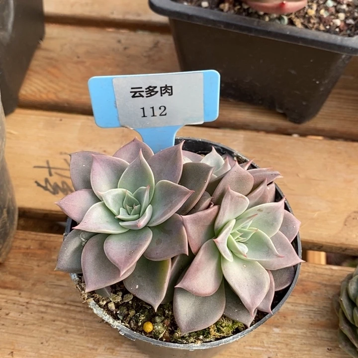 D112- 直播福利 米奇