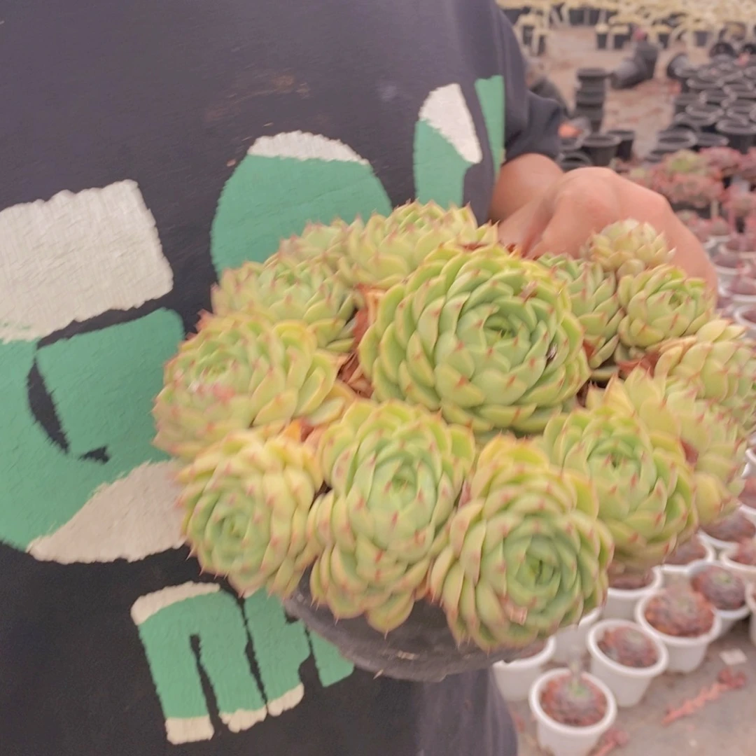 苯巴蒂斯手捧老桩