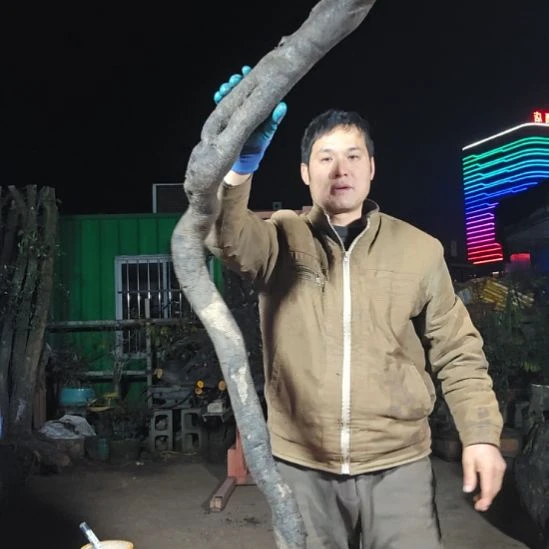 陪***月无花朵山里人家金弹子