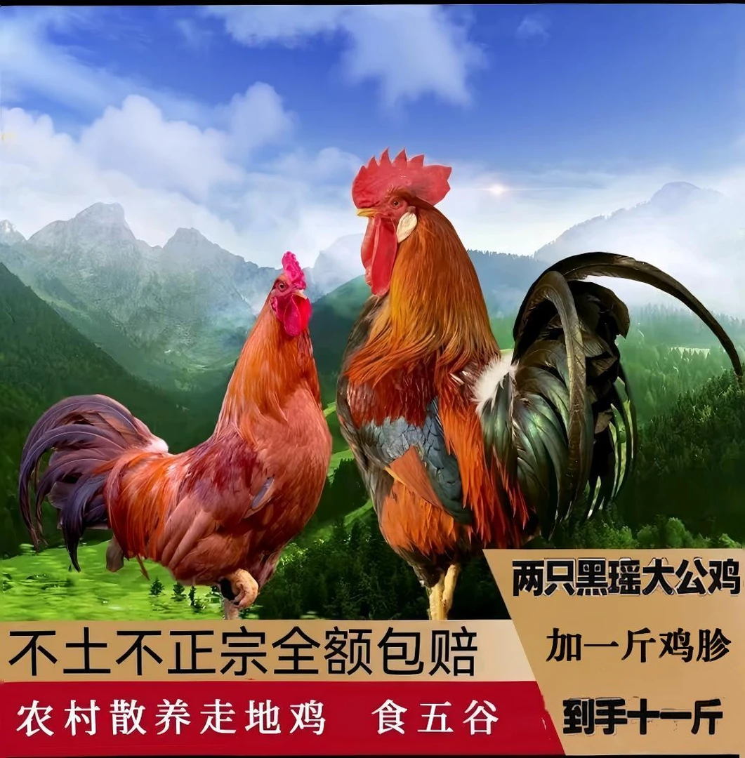 两只散养黑瑶大公鸡净重共十斤送一斤鸡胗到手共11斤（顺丰冷链）
