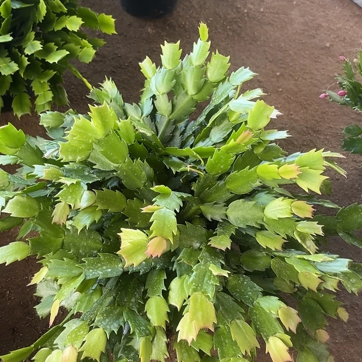 小***玉当前无花栽培后可以开花