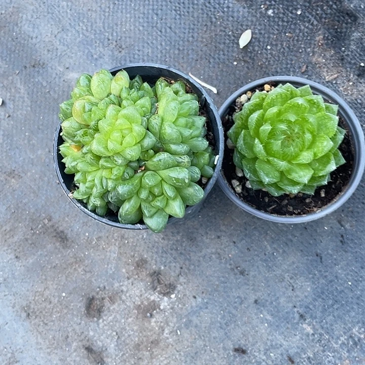 美***_樱水晶加水晶玉露