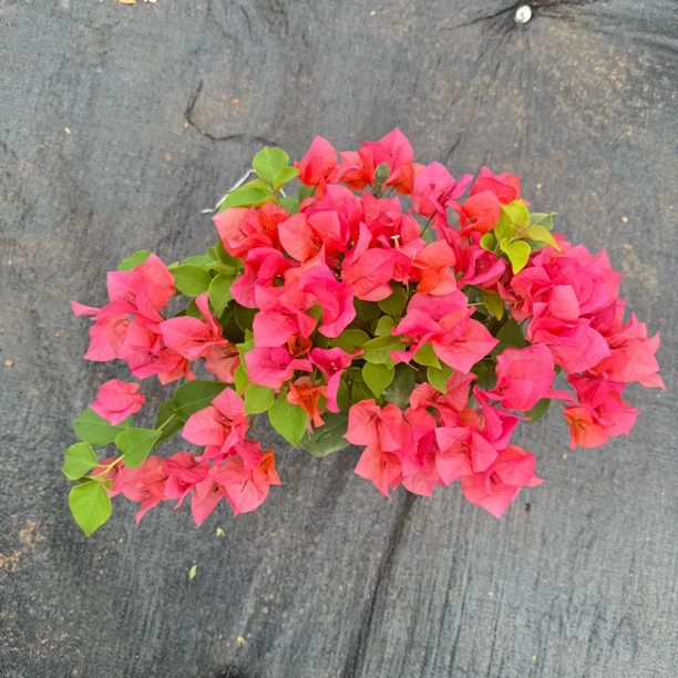 《泰妃》耐干耐热勤花三角梅盆栽带花苞四季开花可种阳台庭院