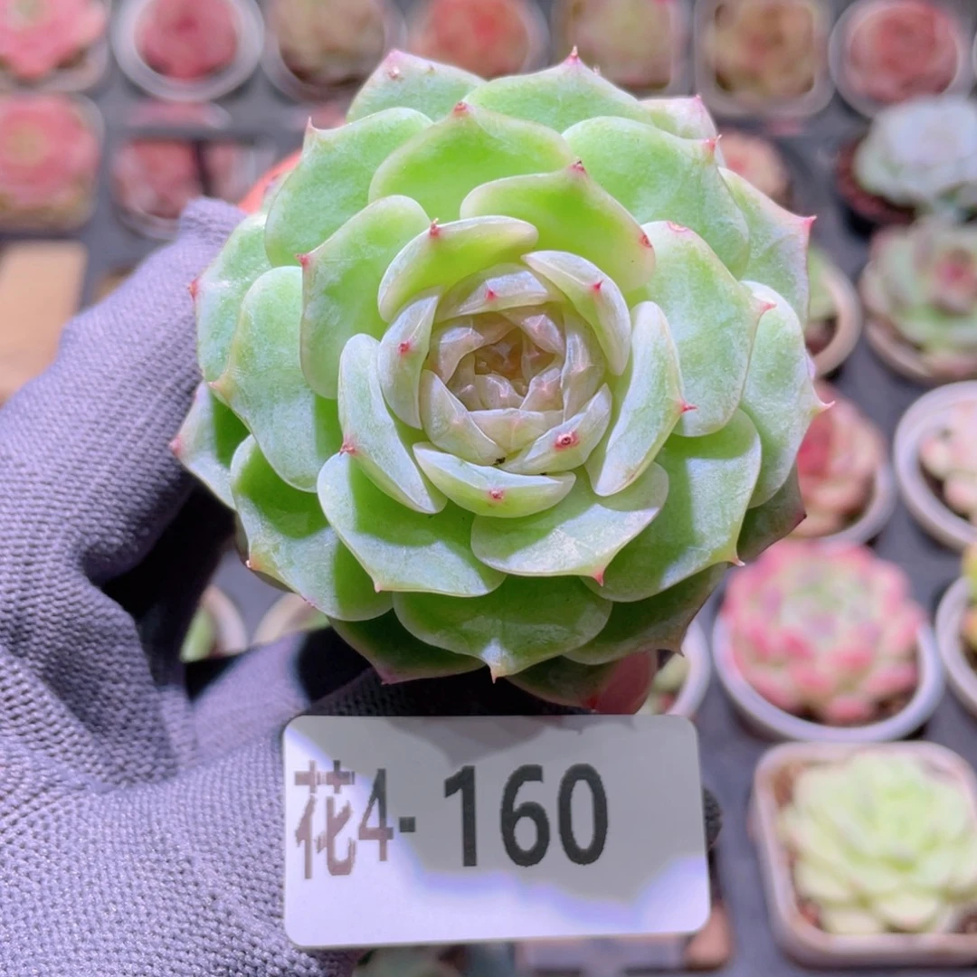 花利美 4-160新品珍妮