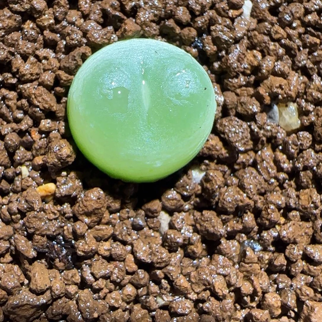 肉锥多肉植物组合-sh1200拉登1117