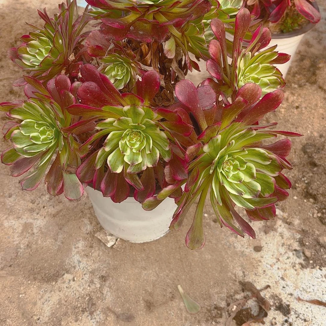 水墨画多肉植物老庄