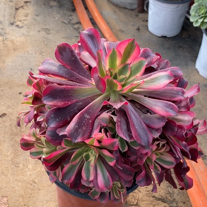 美杜莎多肉植物53。