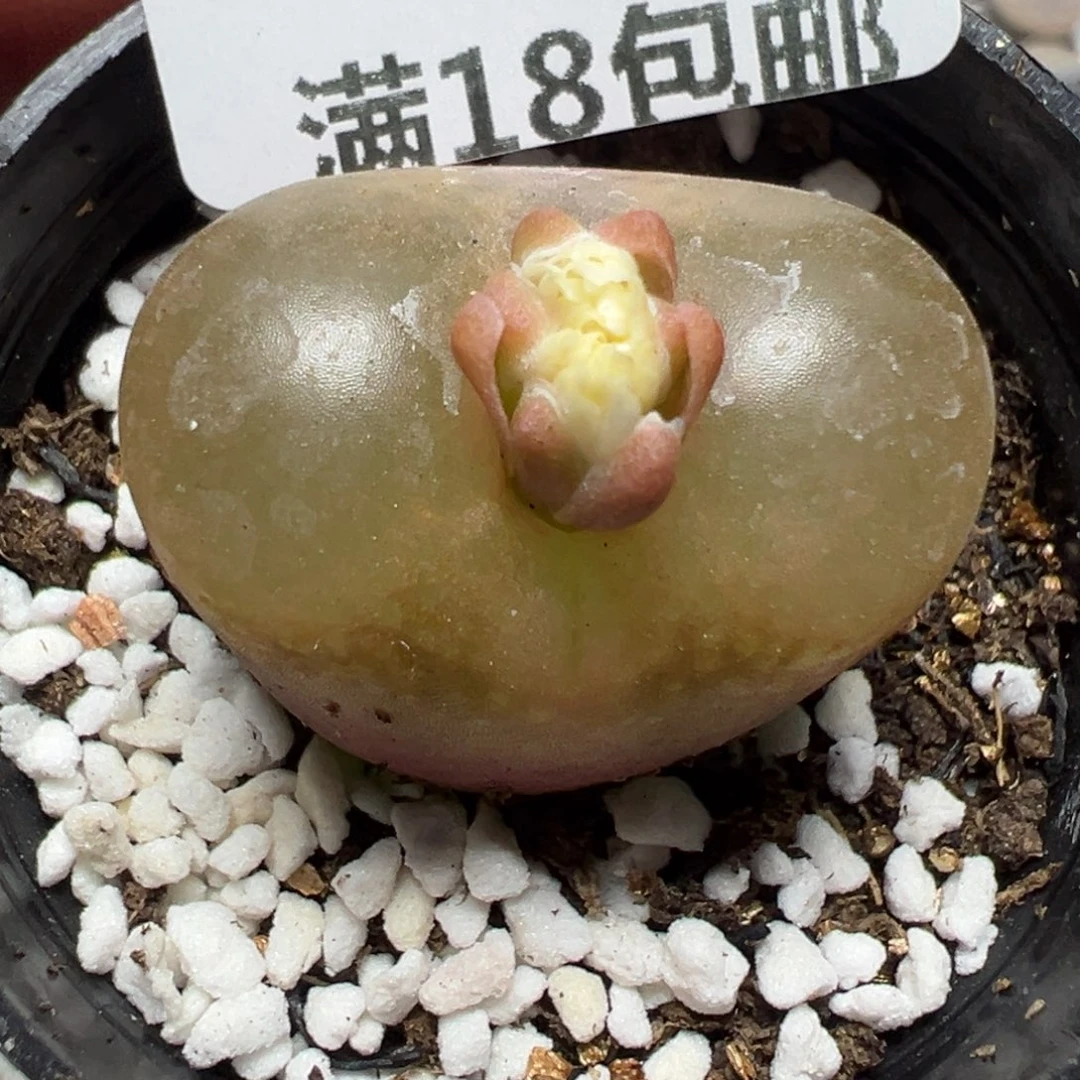 【闪购商品】584……