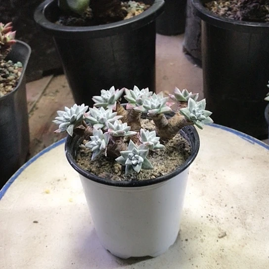 丸叶白菊仙女棒杯