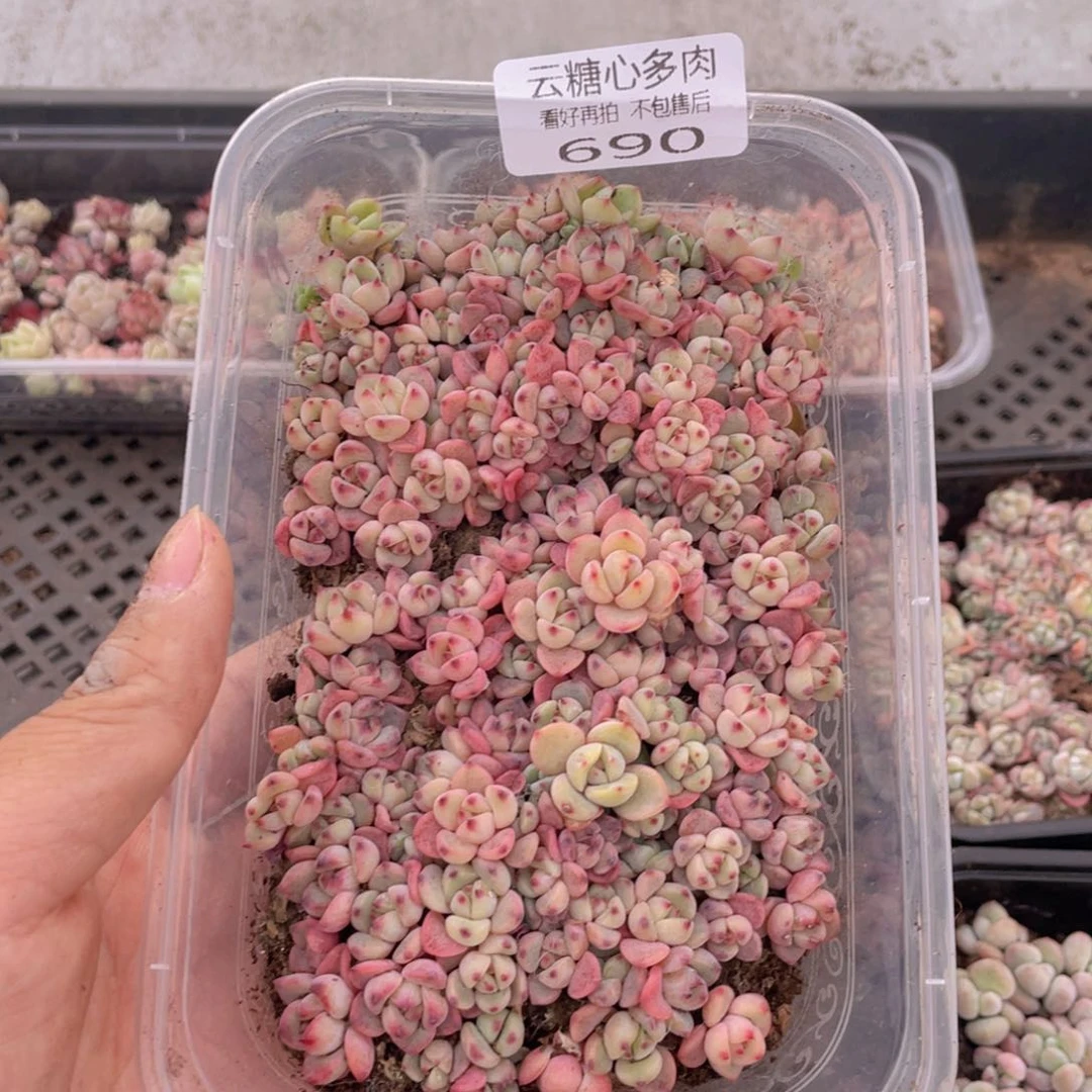 云糖心多肉植物690