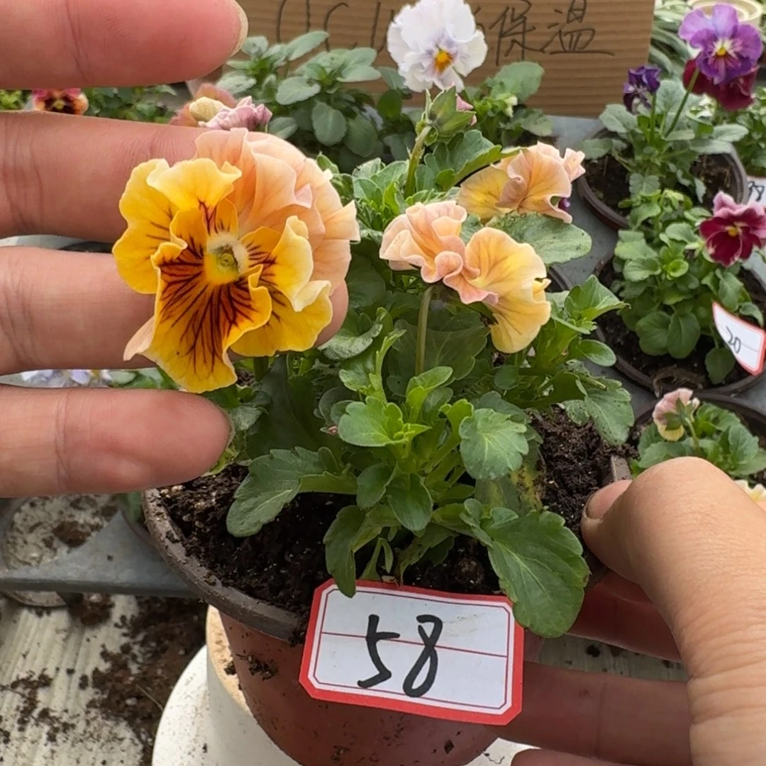 大部分花苞少量开放58