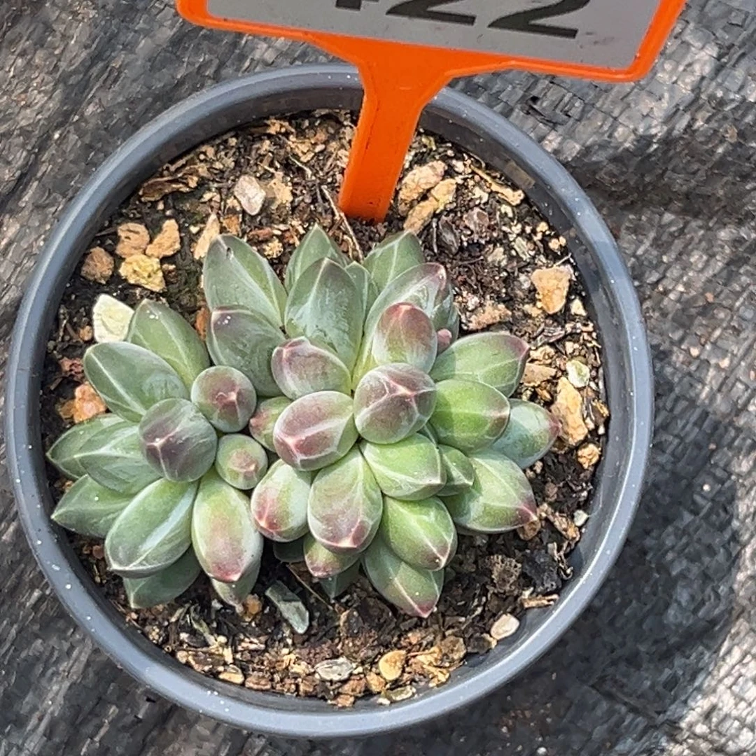 多肉植物申公豹422