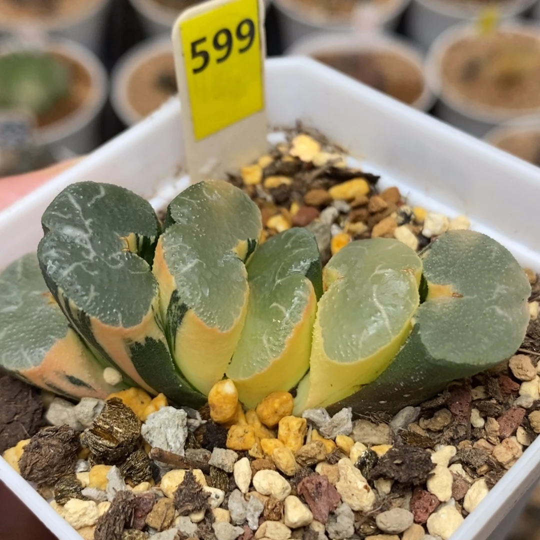 599大绳玉扇锦一物一拍