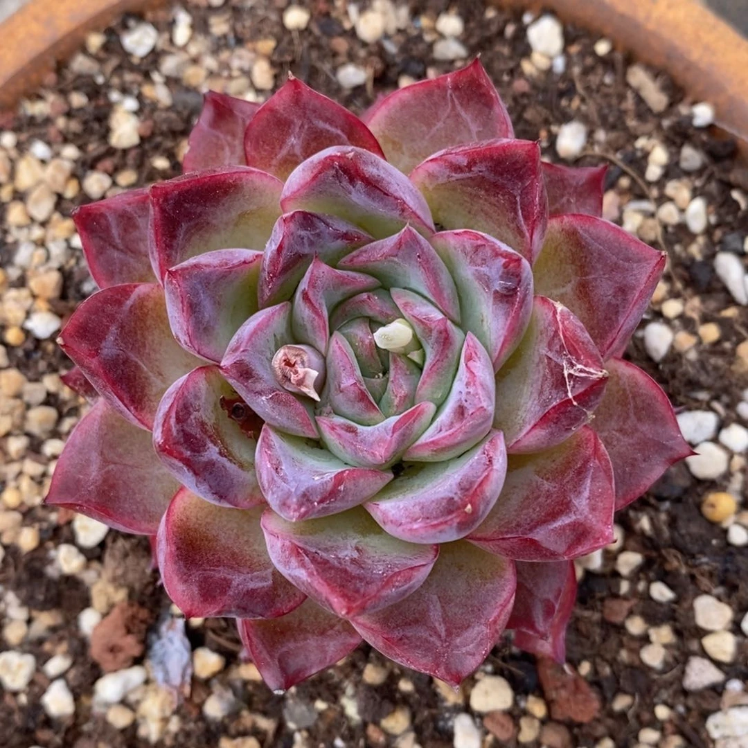 一物一拍精品多肉_奥黛丽