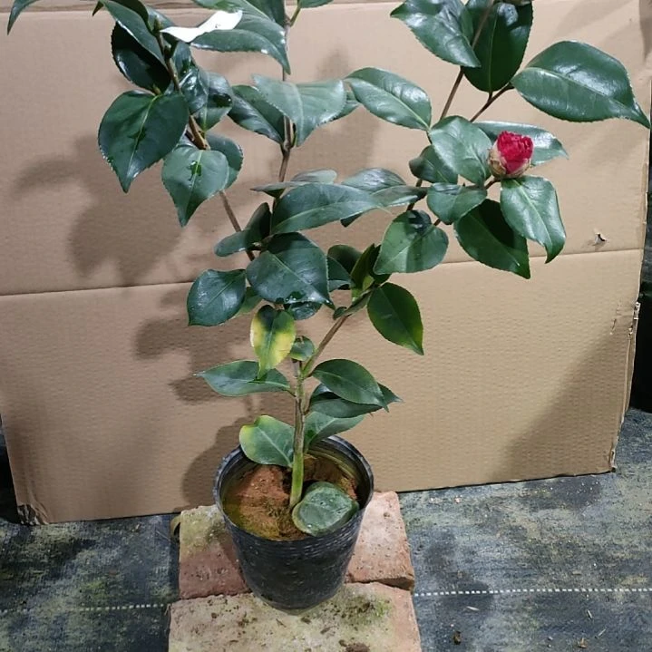 09火瀑布，原盆原土发货