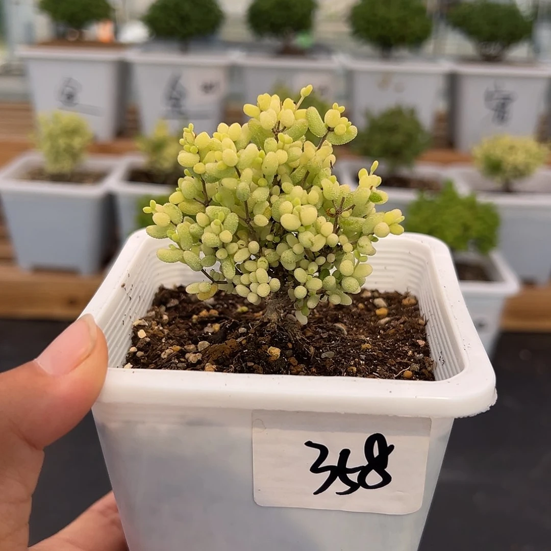 358号米粒锦5.30多肉