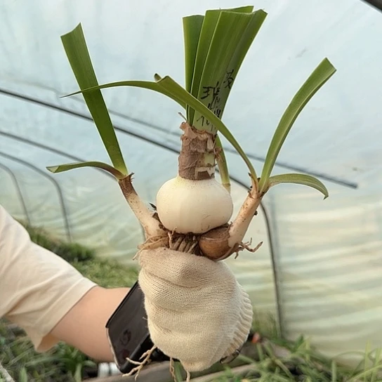 玫瑰花漾6.5厘米主球带3个侧 开花包对版