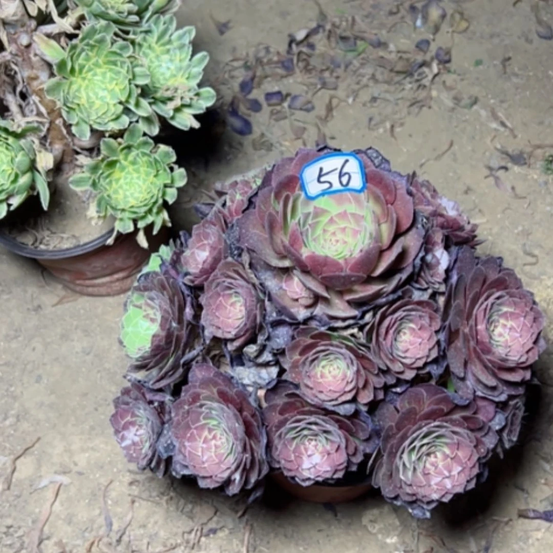 【闪购商品】多肉植物艾伦56