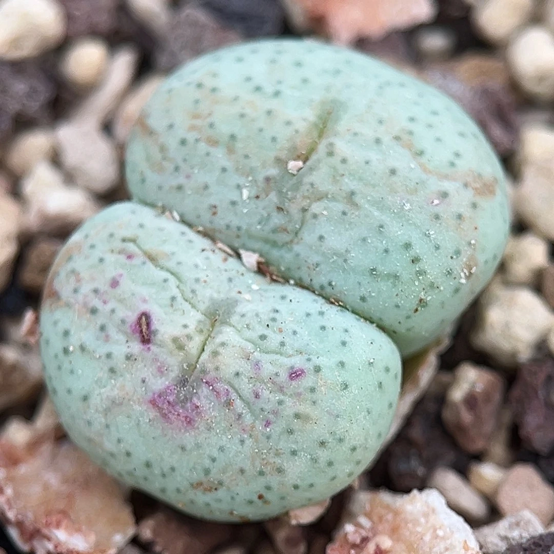 特价包邮多肉肉锥