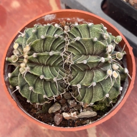 双头肋骨牡丹7仙人球