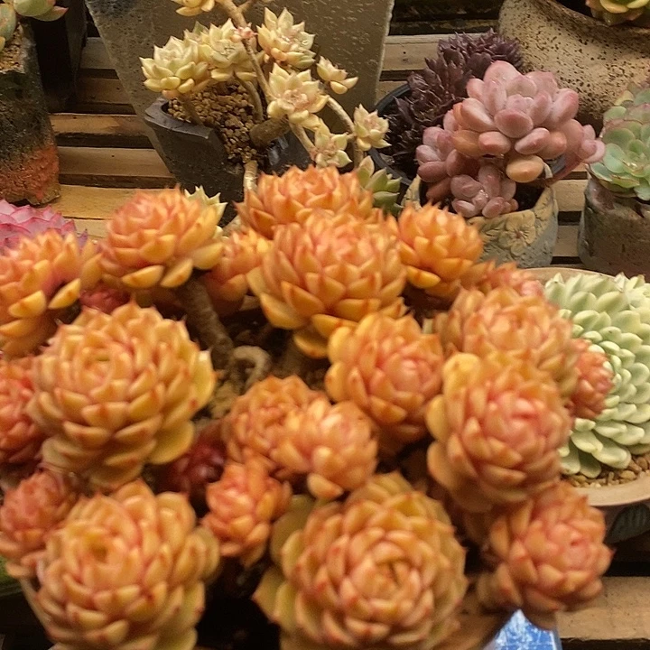 多肉植物肉肉植物