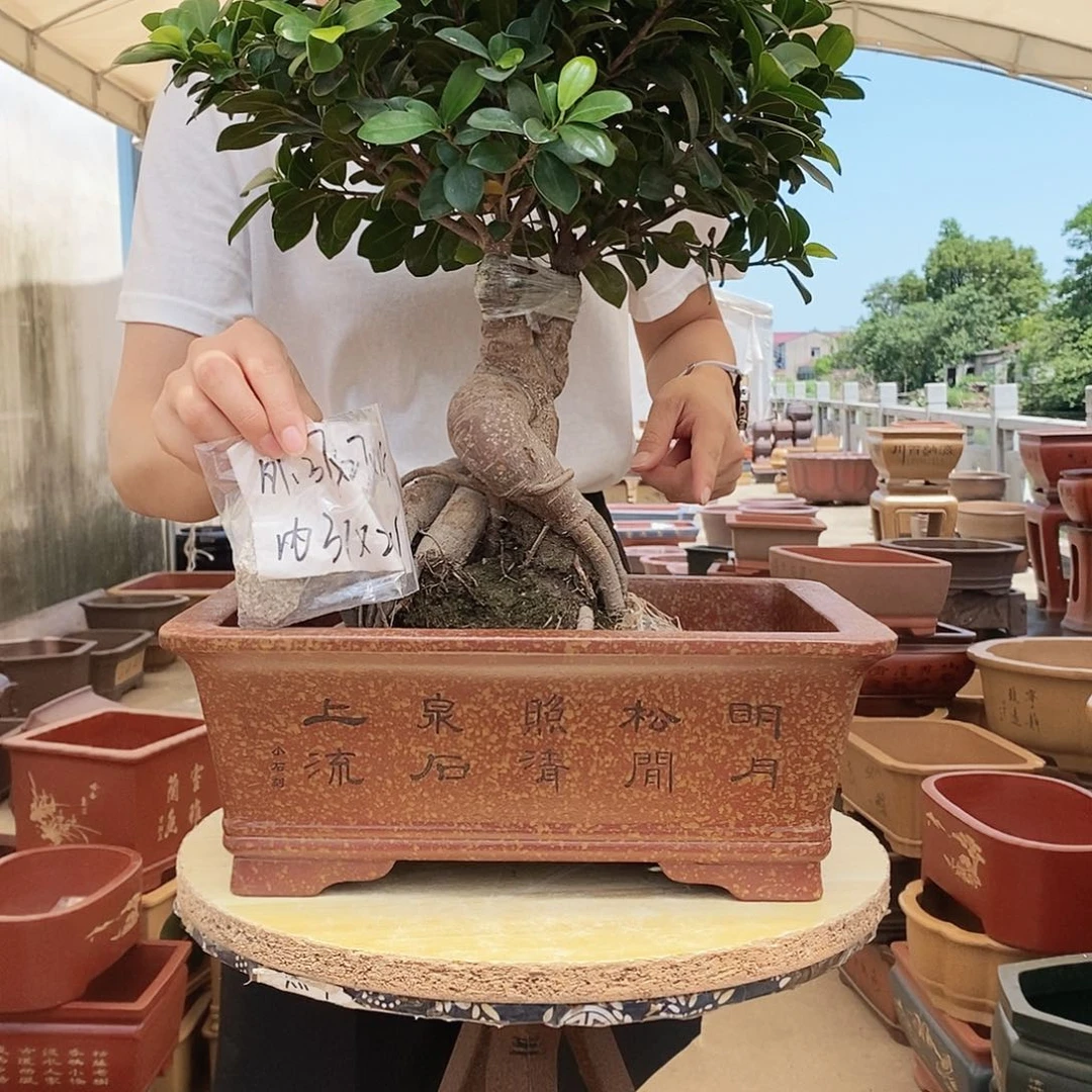 紫砂花盆紫砂花盆