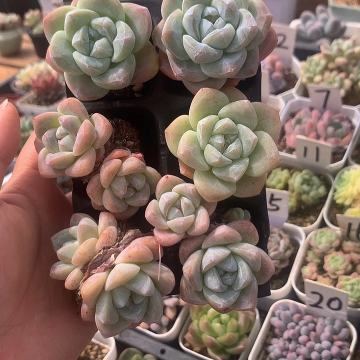 精控白底冰玉组合