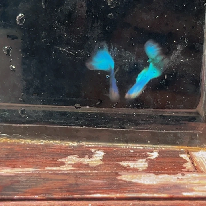 海水鱼新家蓝俩对