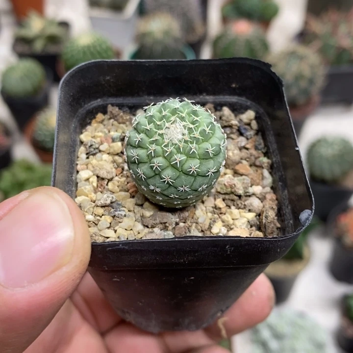 实生菊水特价福利