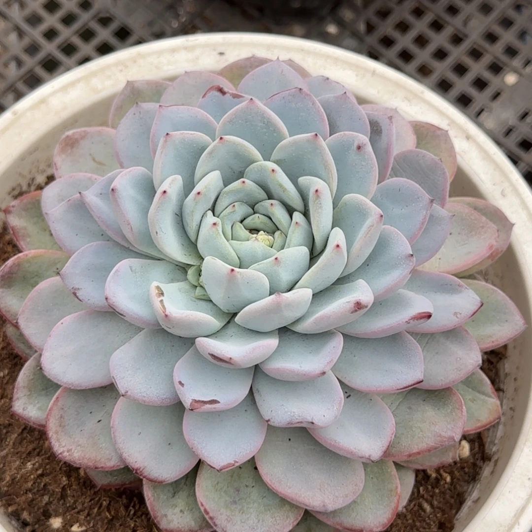 维特惊鸿一物一拍包装收缩花旱