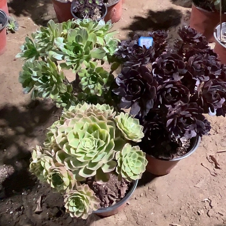 415多肉植物组合瑕疵特价，