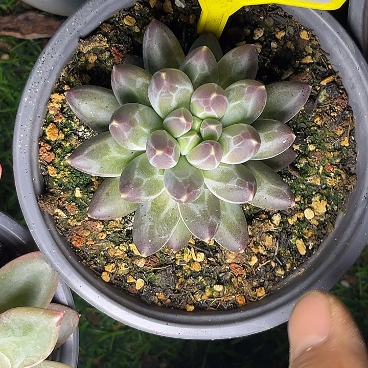多肉植物申公豹851