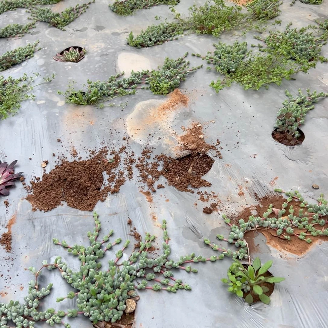 碧玉连量拍多肉法师