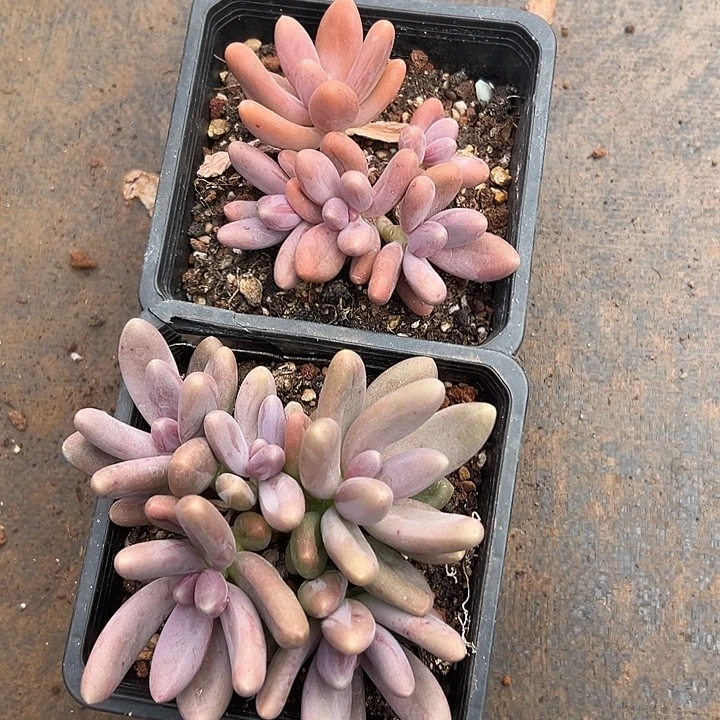 糖果美人群生多头多肉