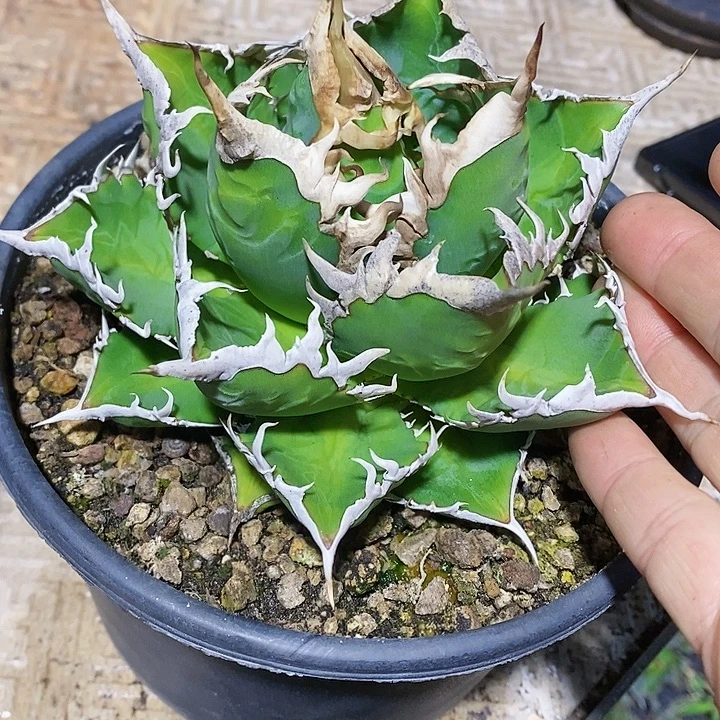 多肉植物龙蛇兰植物