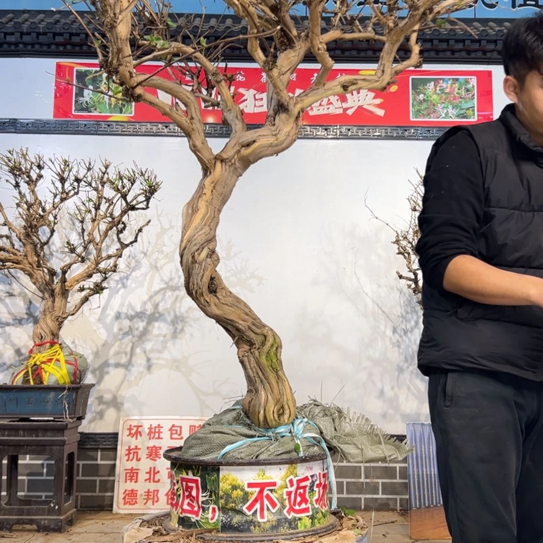 无花朵金银花开花23311466656