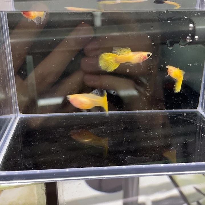 海水鱼黄金玻璃猫2对